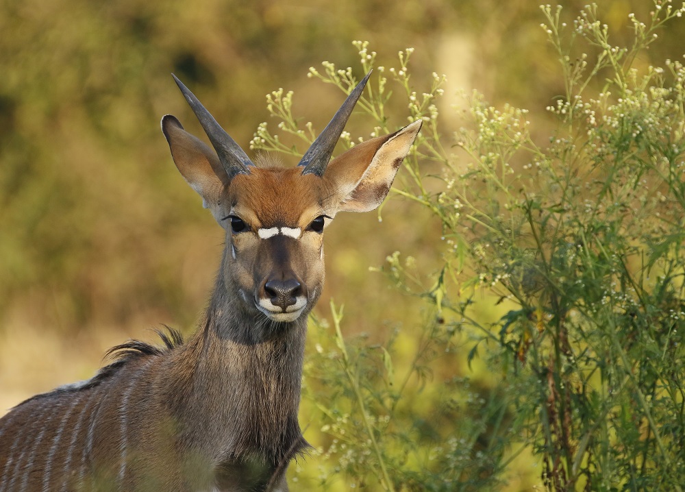 Njala / Nyala