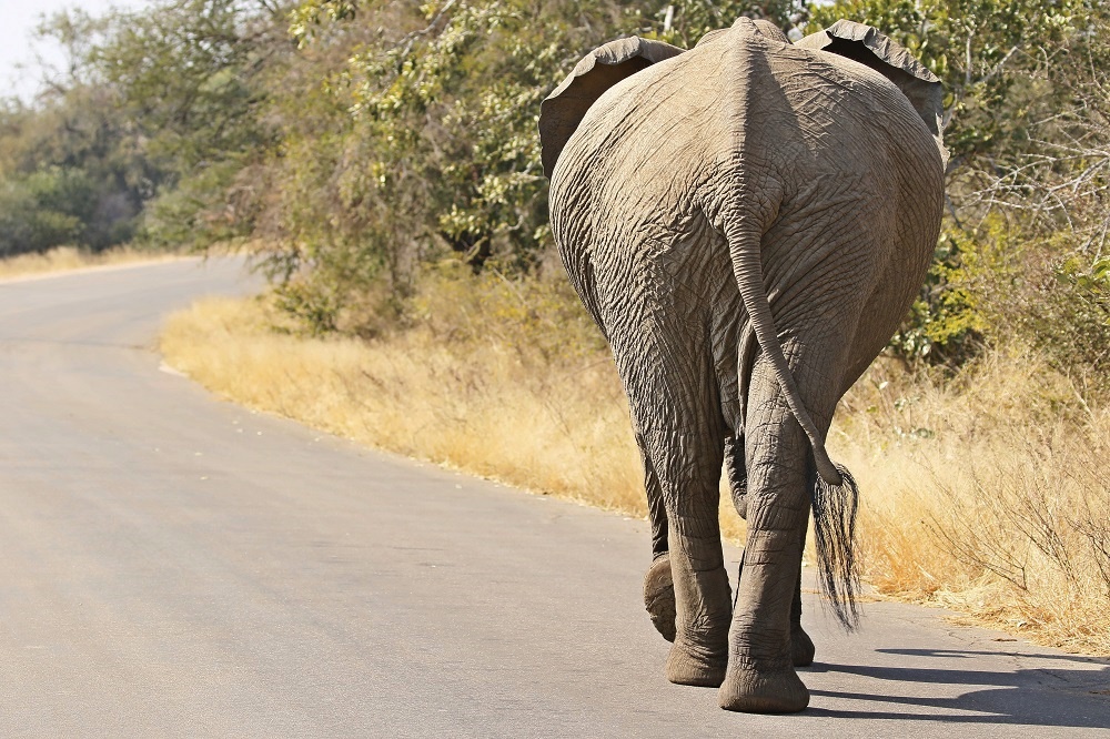 Savanne-olifant / African Elephant