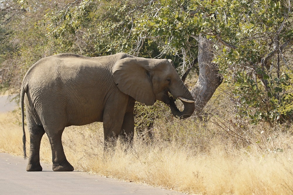 Savanne-olifant / African Elephant