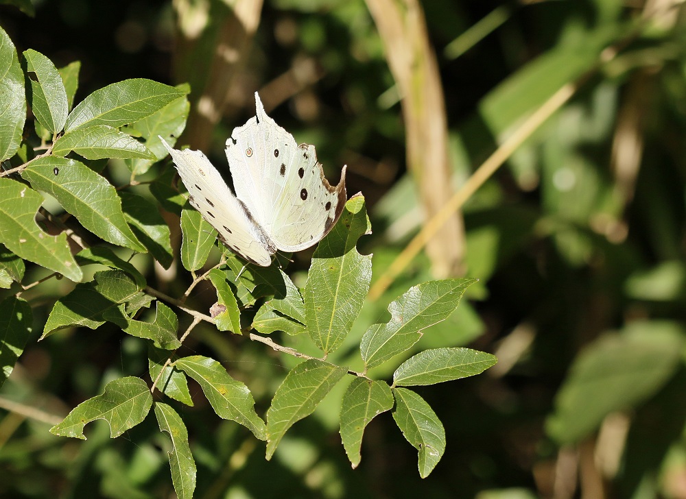 Perlemoenskoenlapper / Common Mother-of-Pearl