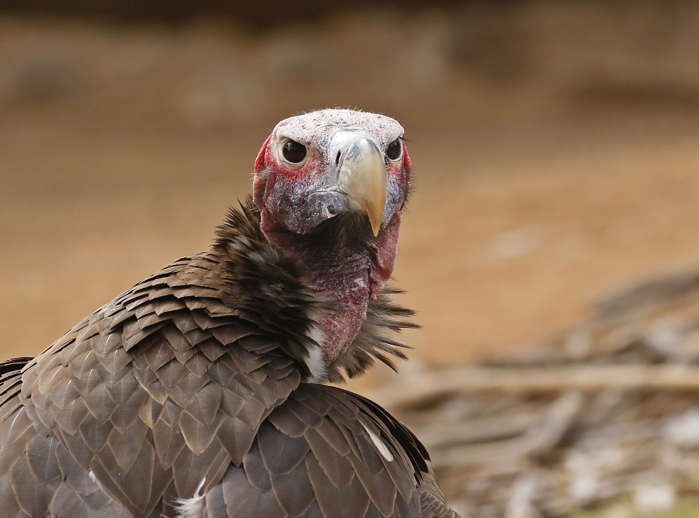 Swartaasvoël / Lappet-faced Vulture