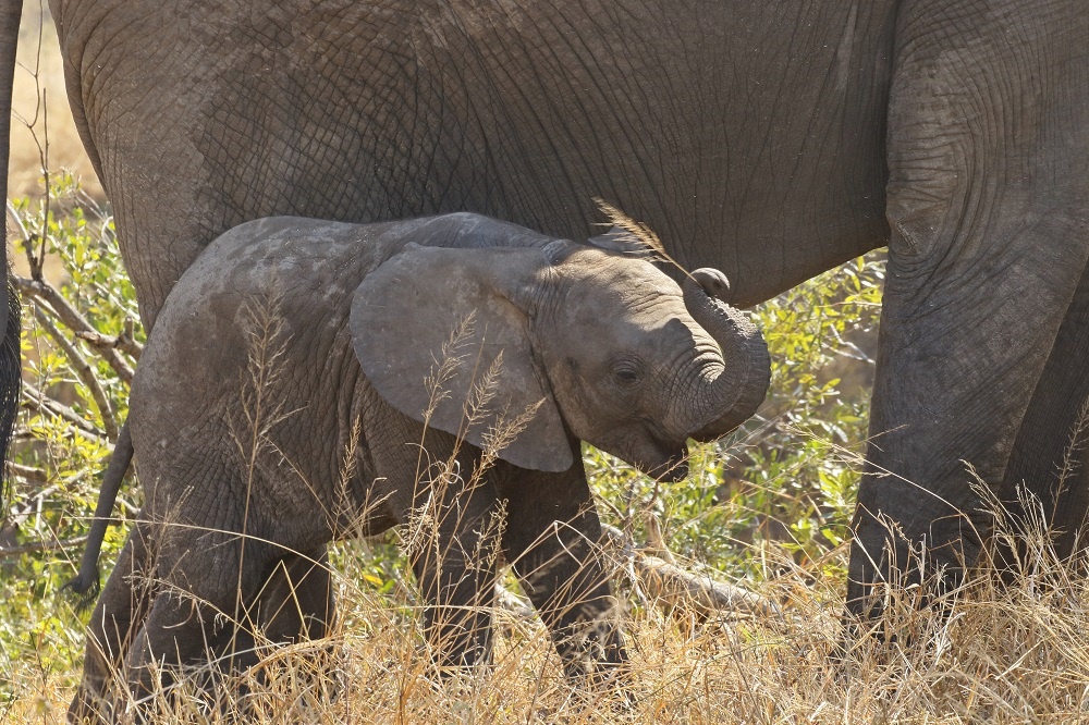 Savanne-olifant / African Elephant
