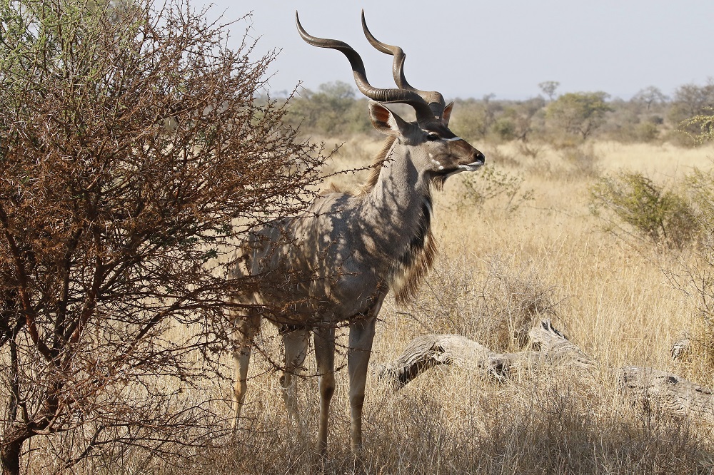 Koedoe / Greater Kudu