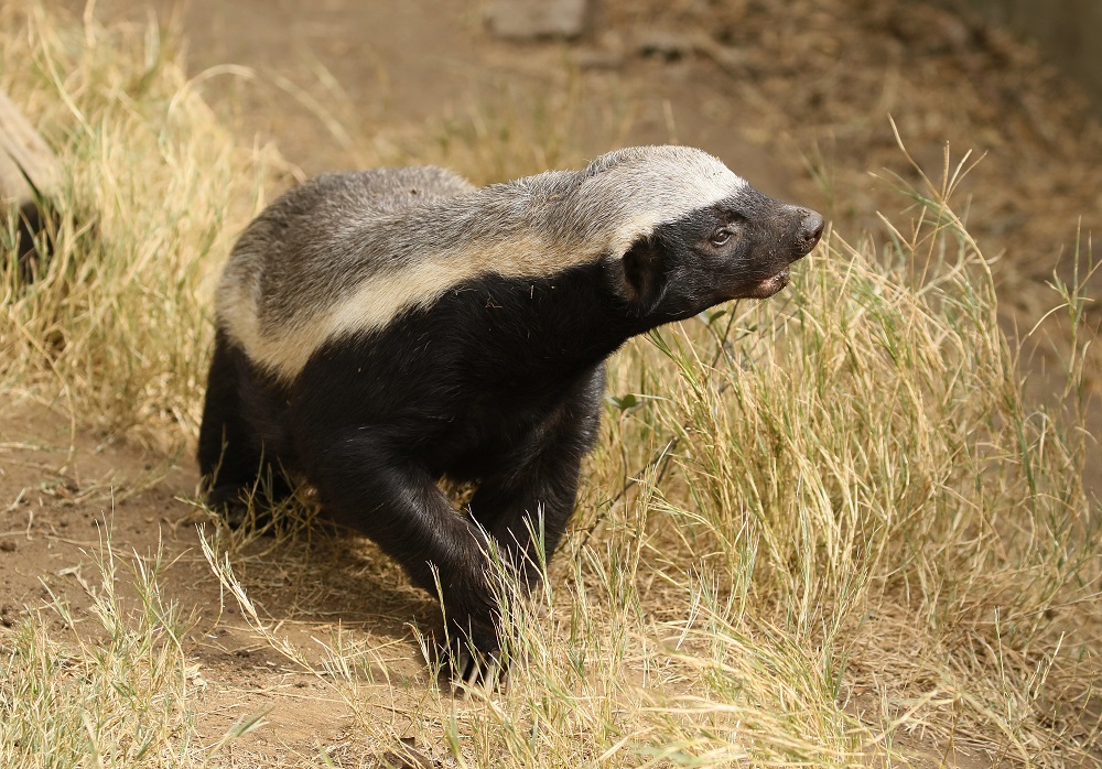 Ratel / Honey Badger