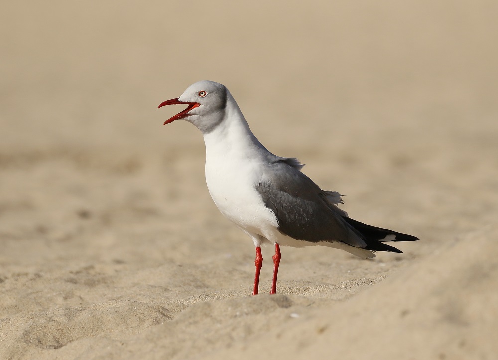 Gryskopmeeu / Grey-headed Gull