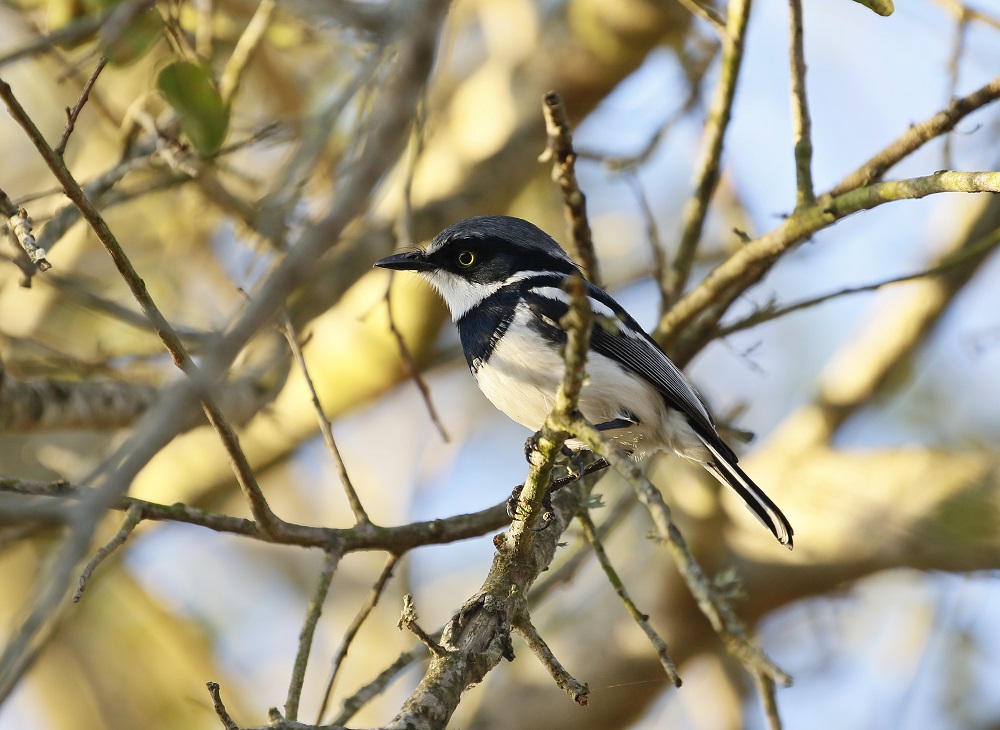 Witliesbosbontrokkie / Chinspot Batis