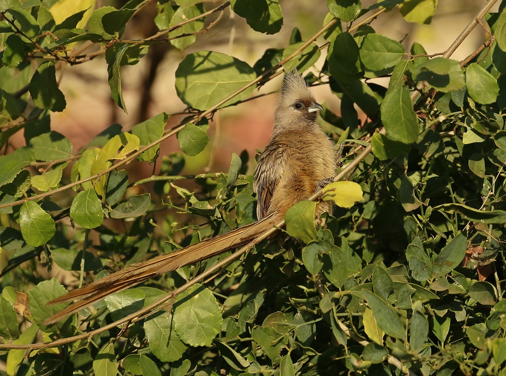 Gevlekte Muisvoël / Speckled Mousebird
