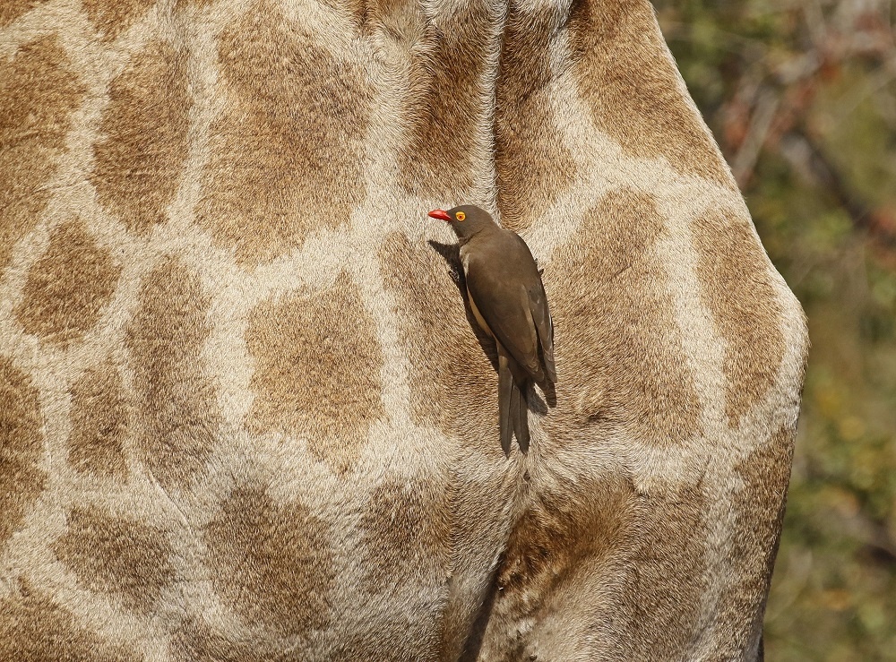 Rooibekrenostervoël / Red-billed Oxpecker