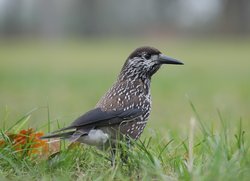 Notenkraker / Spotted Nutcracker