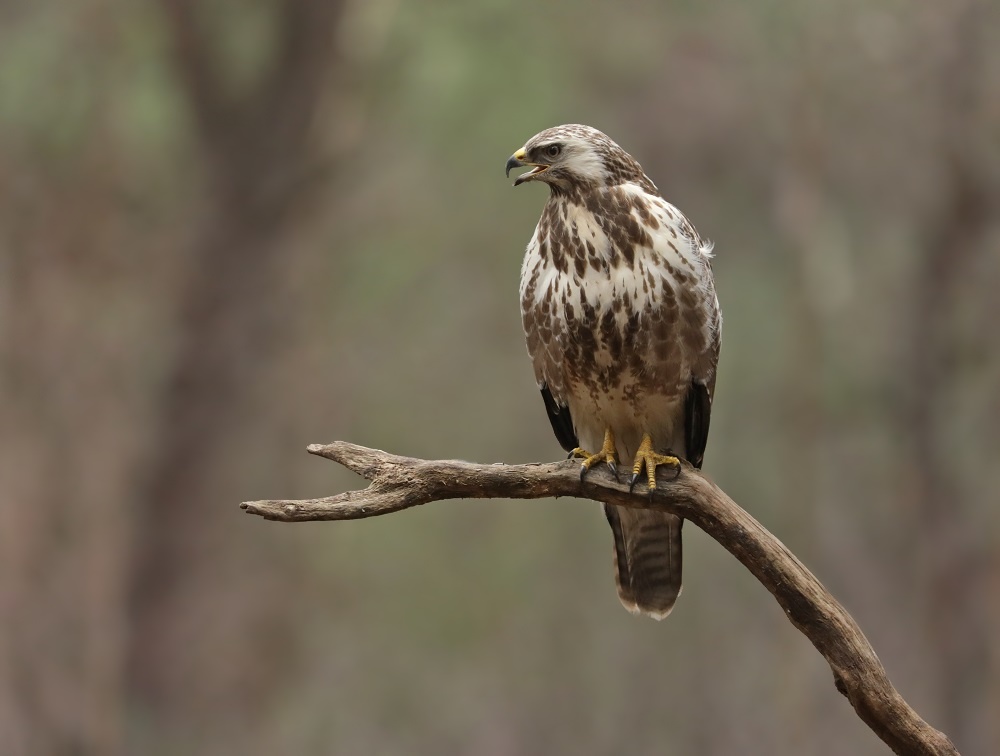 Buizerd / Common Buzzard