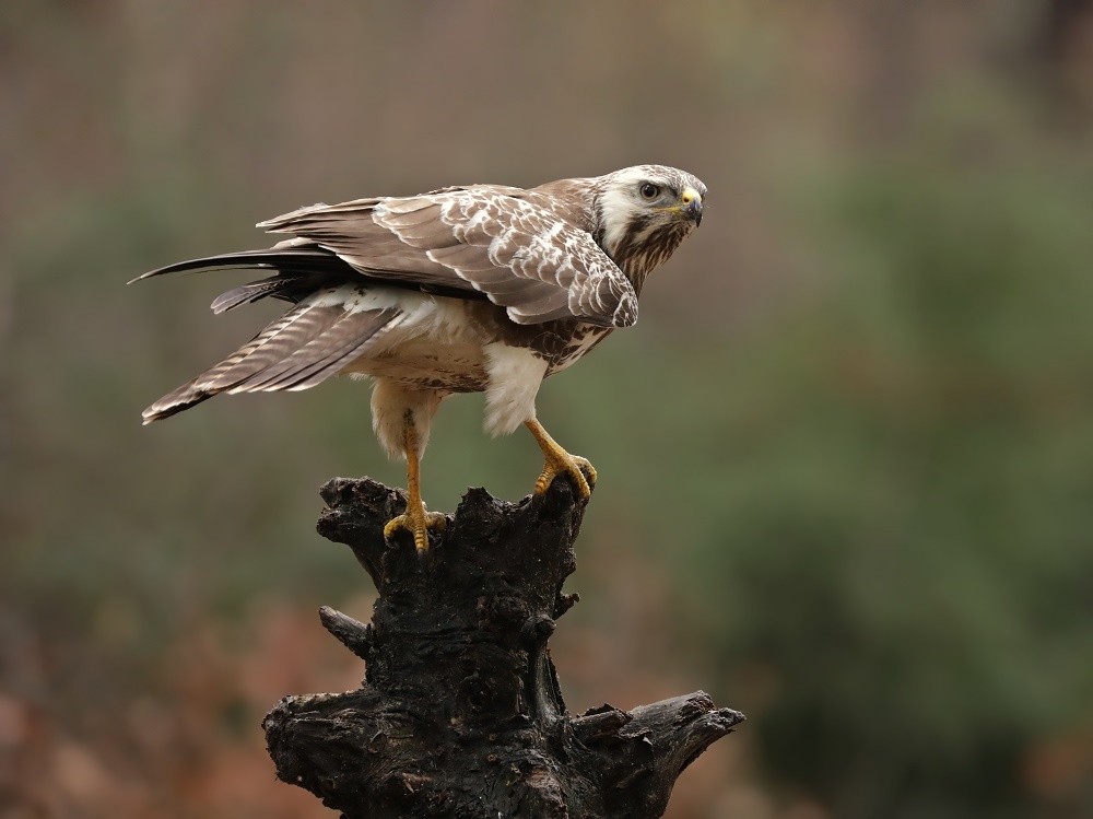 Buizerd / Common Buzzard