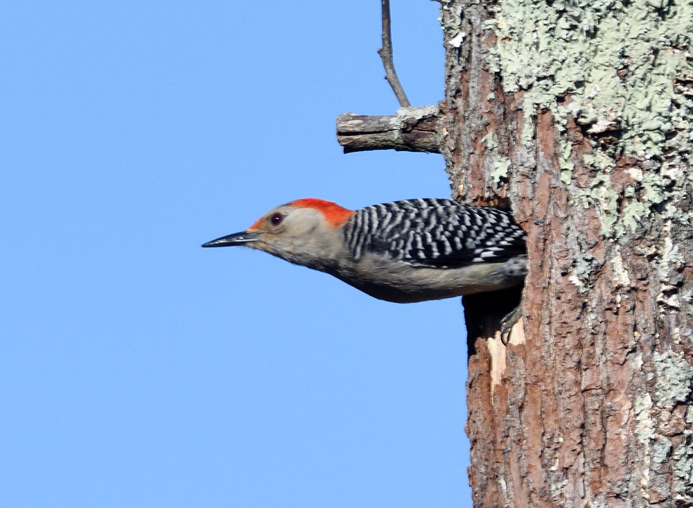 D50_3984.jpg