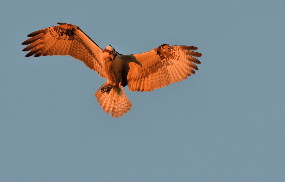 D50_6253.jpg