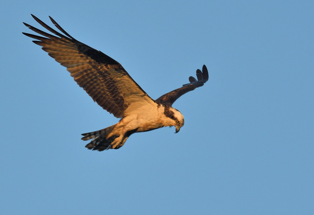 D50_6691.jpg