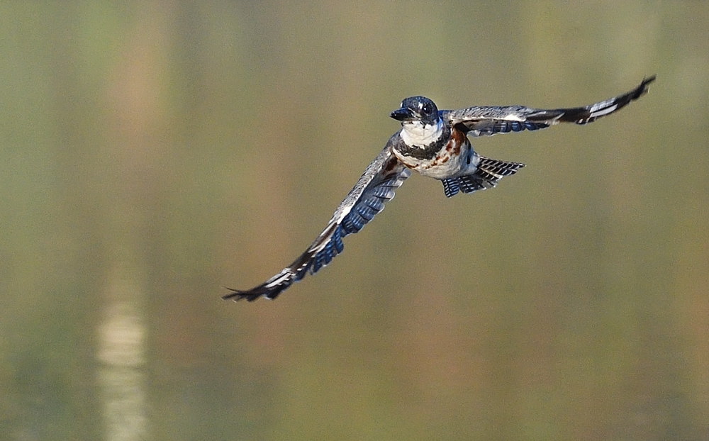D50_6698.jpg