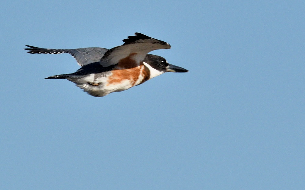D50_6889.jpg