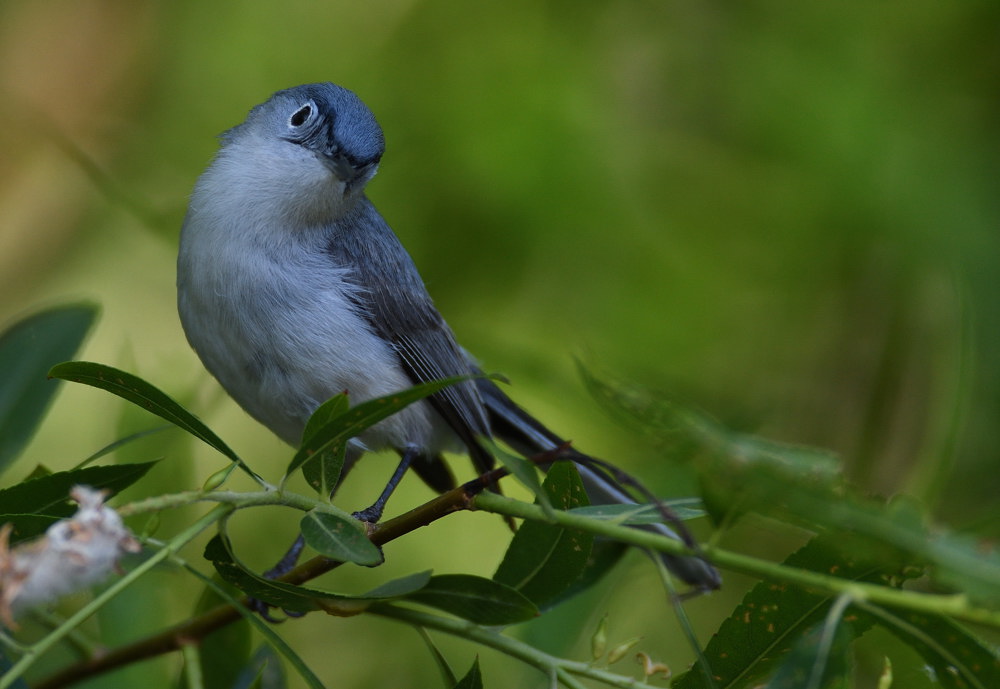 D51_1198.jpg