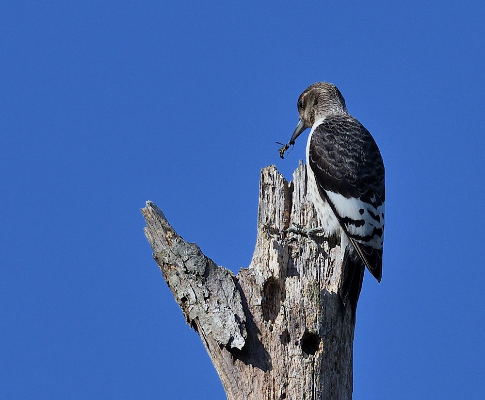 D51_4648.jpg