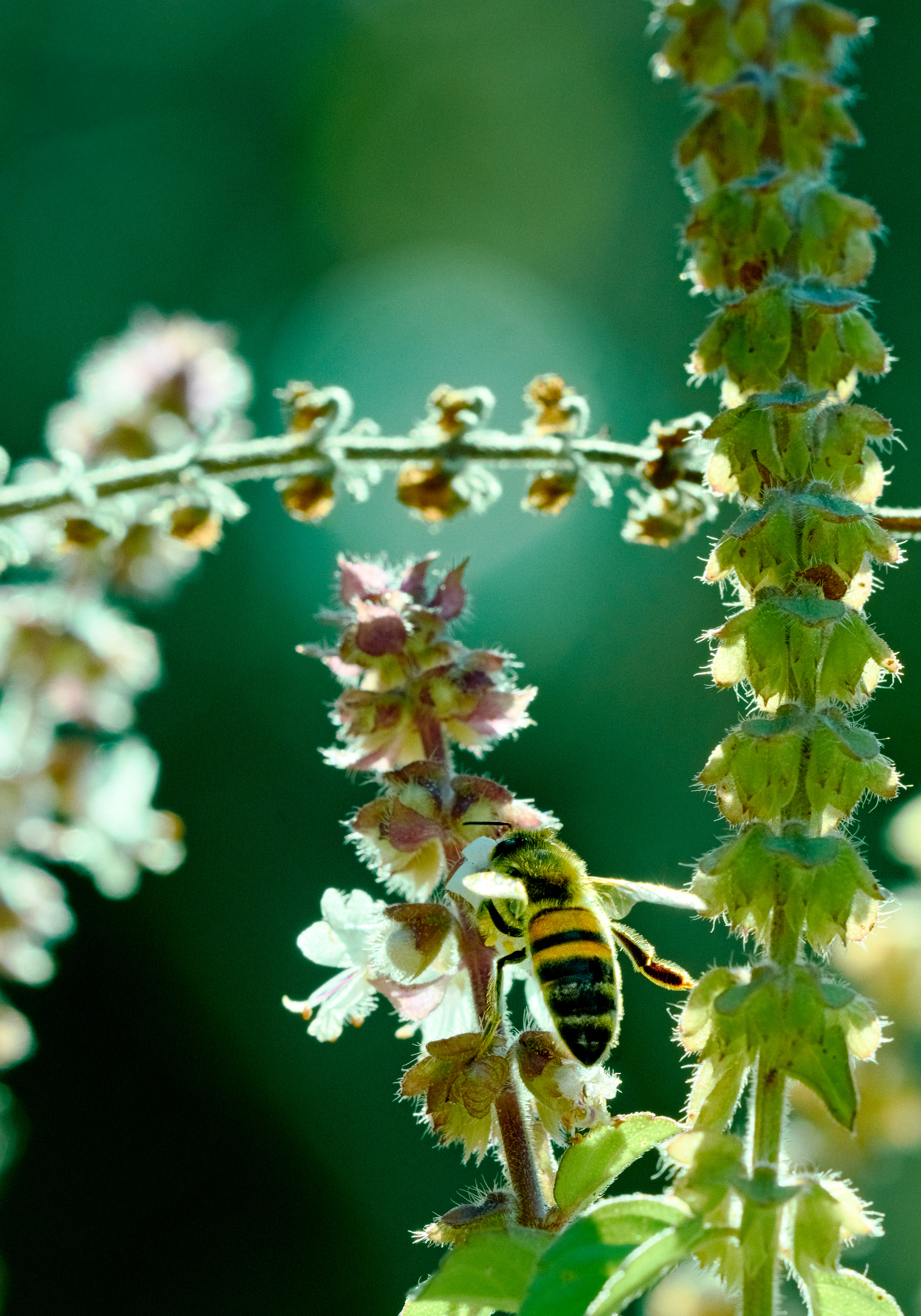 bee on basil