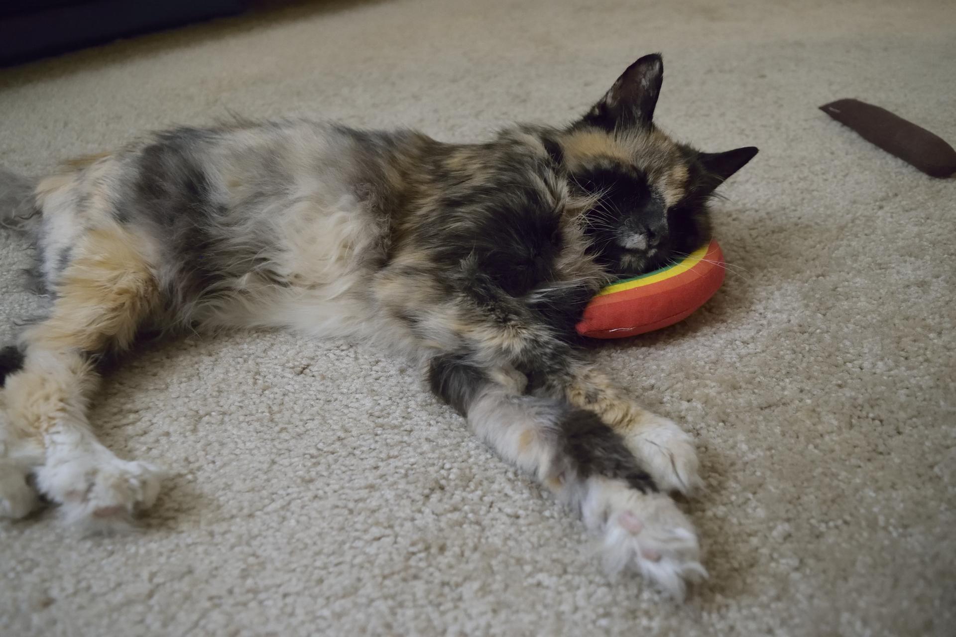 Minni Resting After Lunch