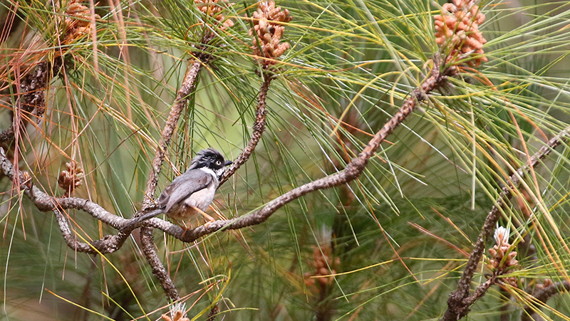 Grey-crowned Tit (Black-throated Bush Tit)