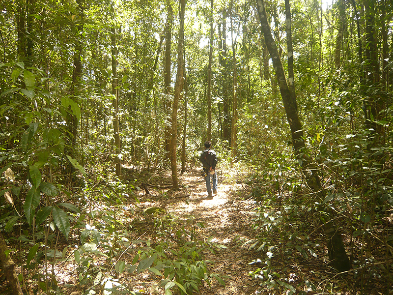 Forest trail at Cat Tien