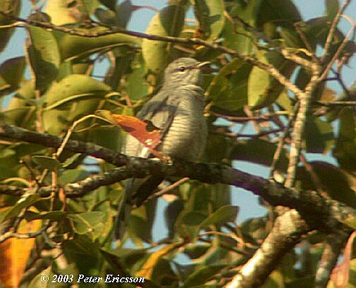 Indo-chinese Cuckoo Shrike
