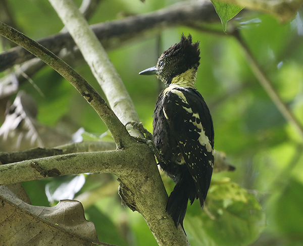 Black-buff Woodpecker