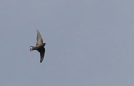 Dusky Crag Martin