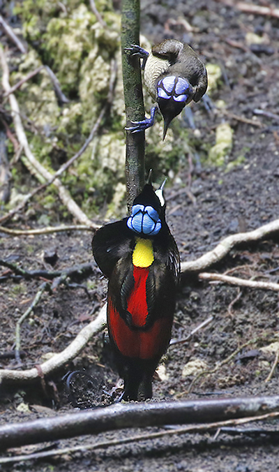 Wilsons Bird-of-Paradise