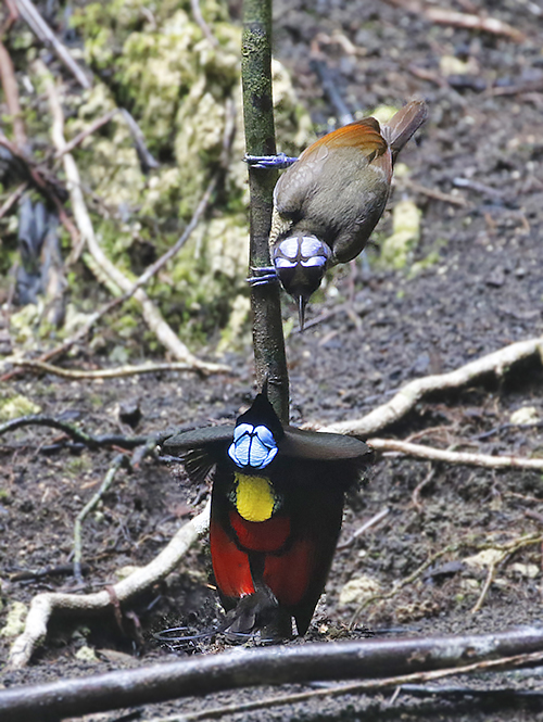 Wilson's Bird-of-Paradise