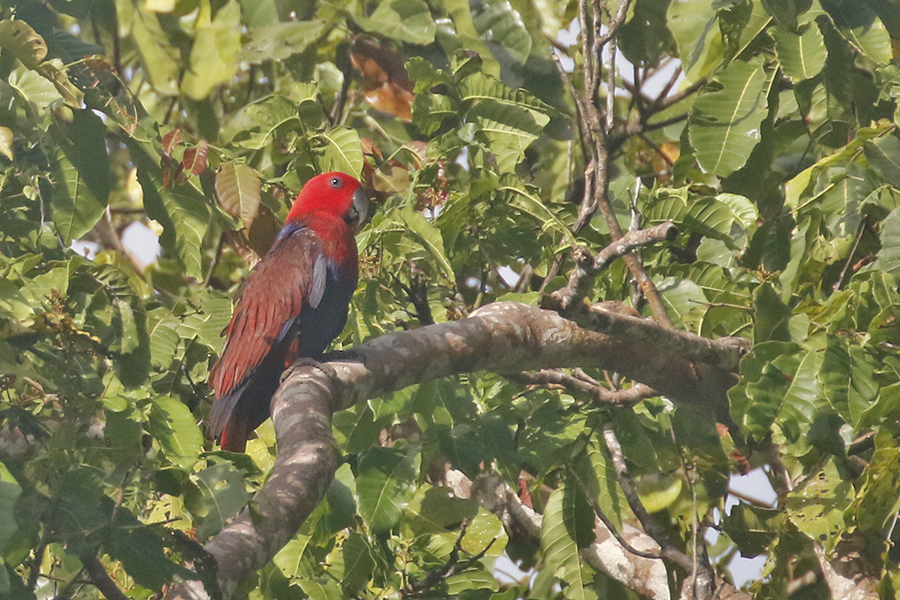 Eclectus Parrot, female