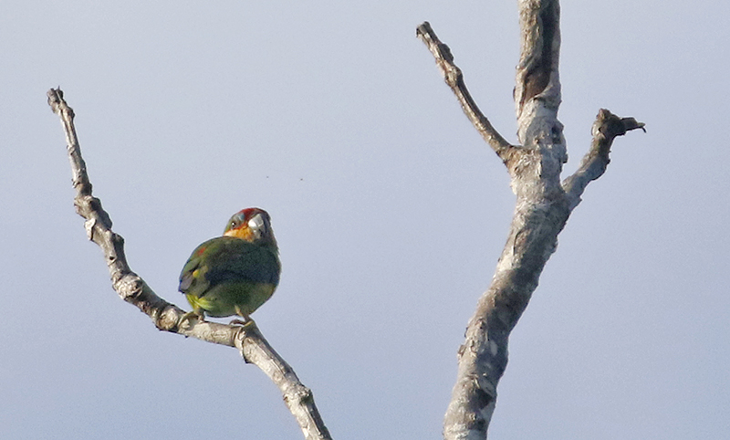 Double-eyed Fig Parrot