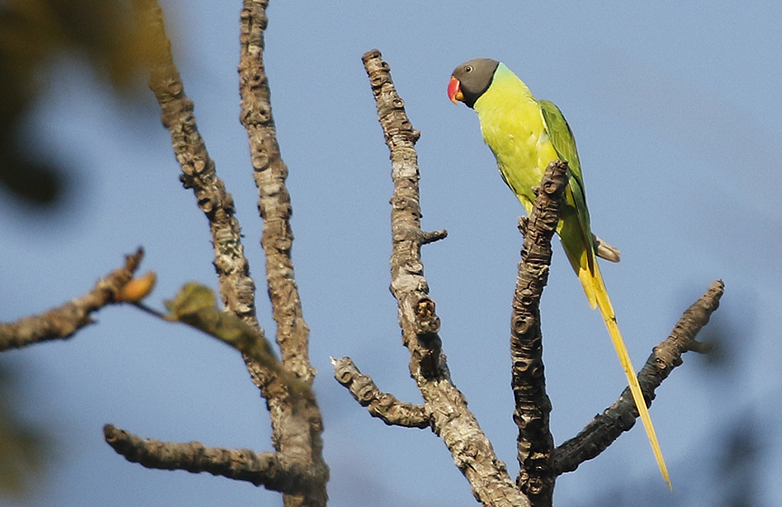 Grey-headed Parakeet