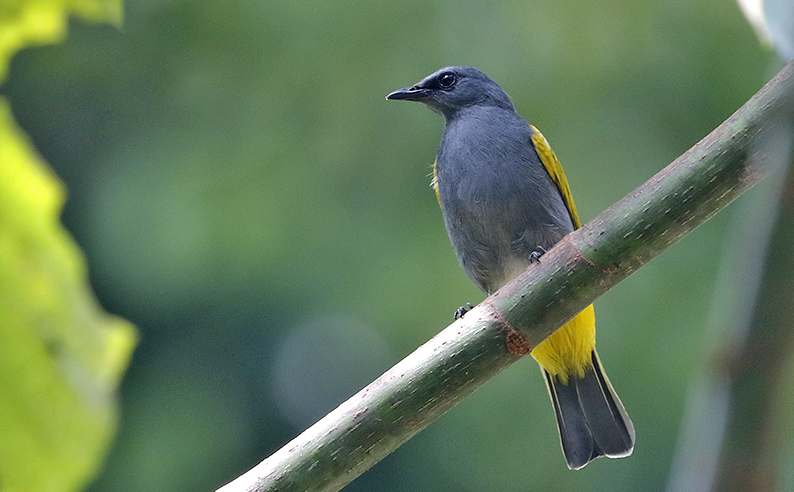 Grey-bellied Bulbul