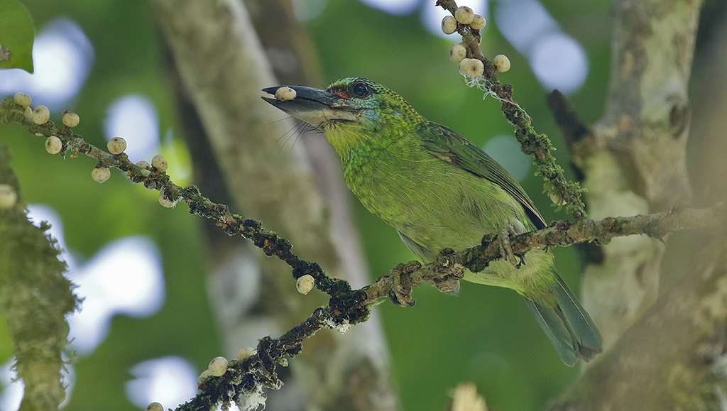 Red-throated Barbet, fem