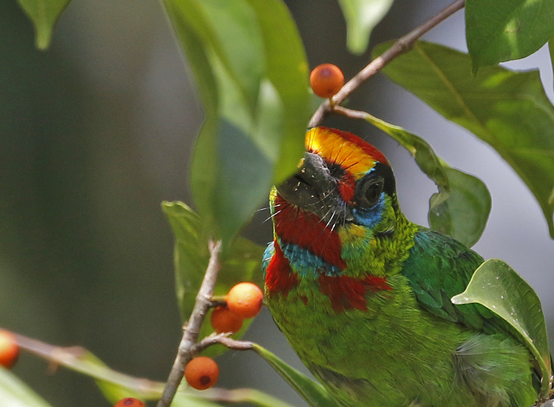Red-throated Barbet, male