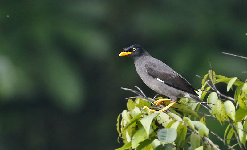 Javan Myna