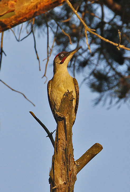 Green Woodpecker (Grngling)
