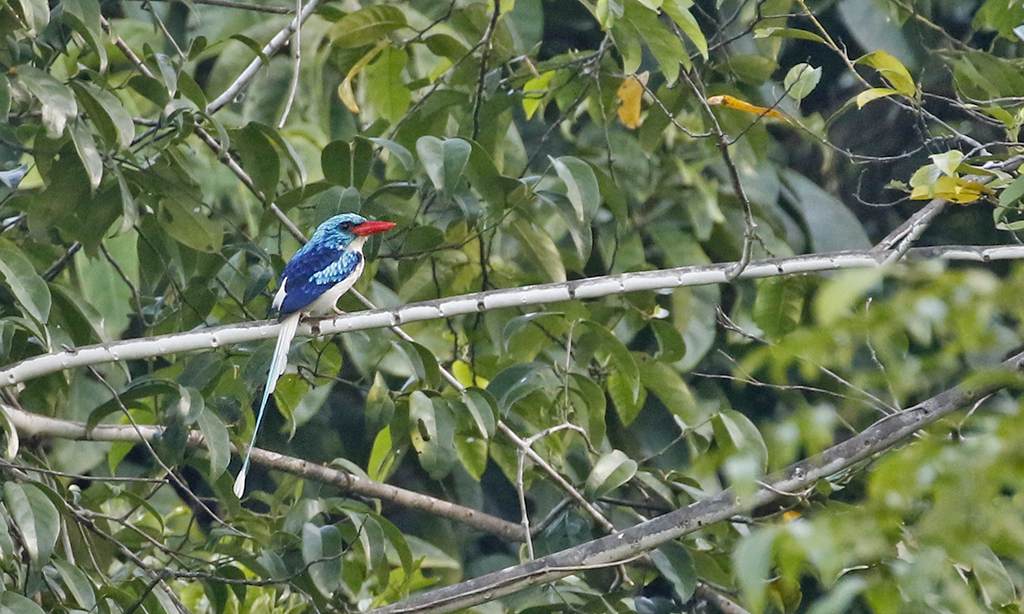 Biak Common Paradise Kingfisher