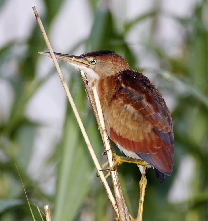 Least Bittern - female_6180.jpg
