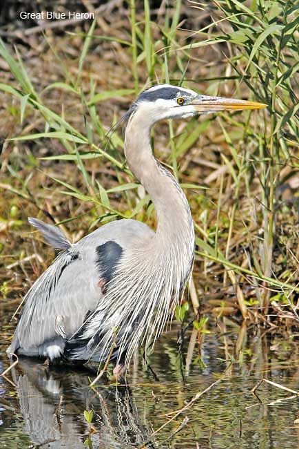 Great Blue Heron_0797.jpg