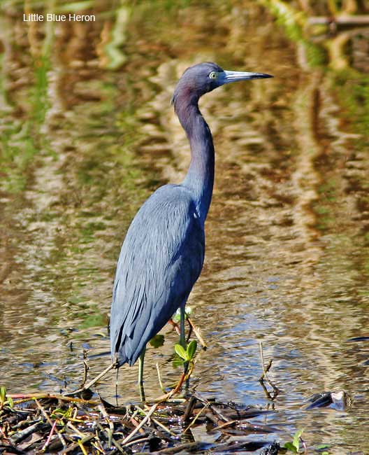 Little Blue Heron_0788.jpg