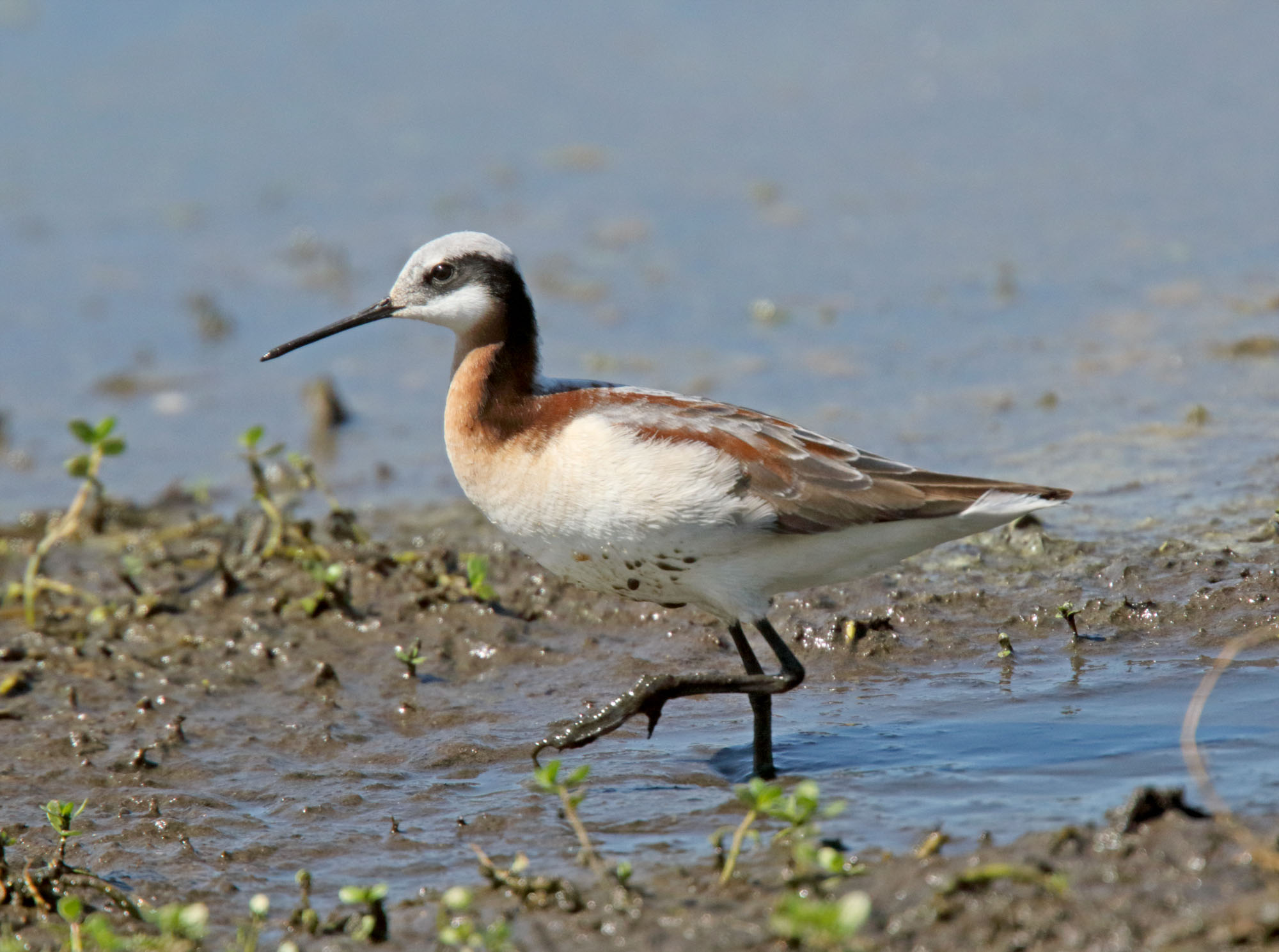Wilsons Phalarope - female_7054.jpg