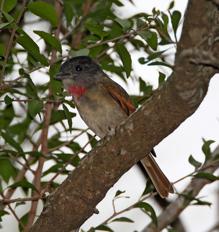 Rose-throated Becard - 1st year male_6979.jpg