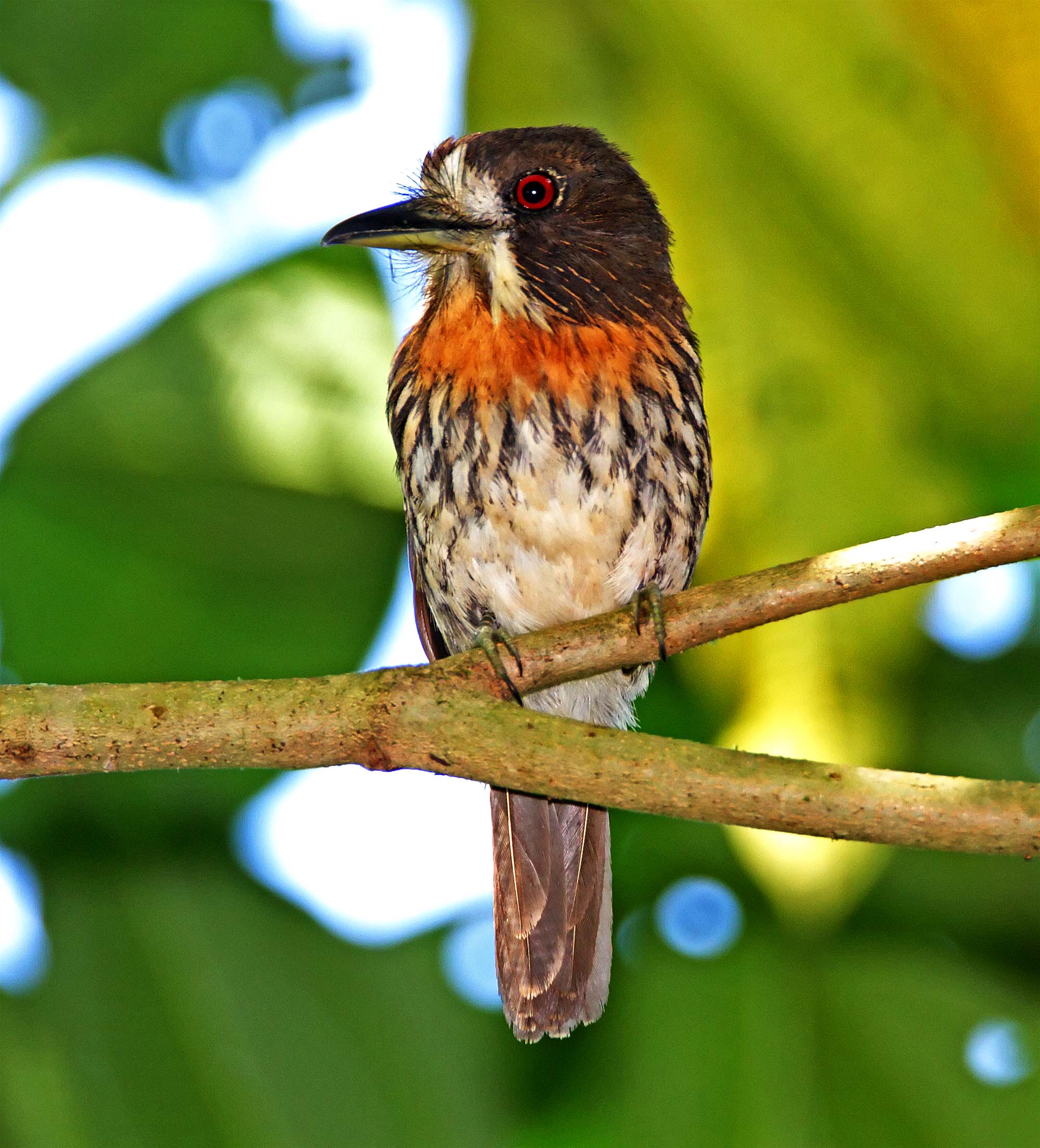 White-whiskered Puffbird_5502.jpg