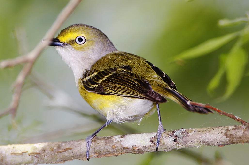White-eyed Vireo_5264.jpg
