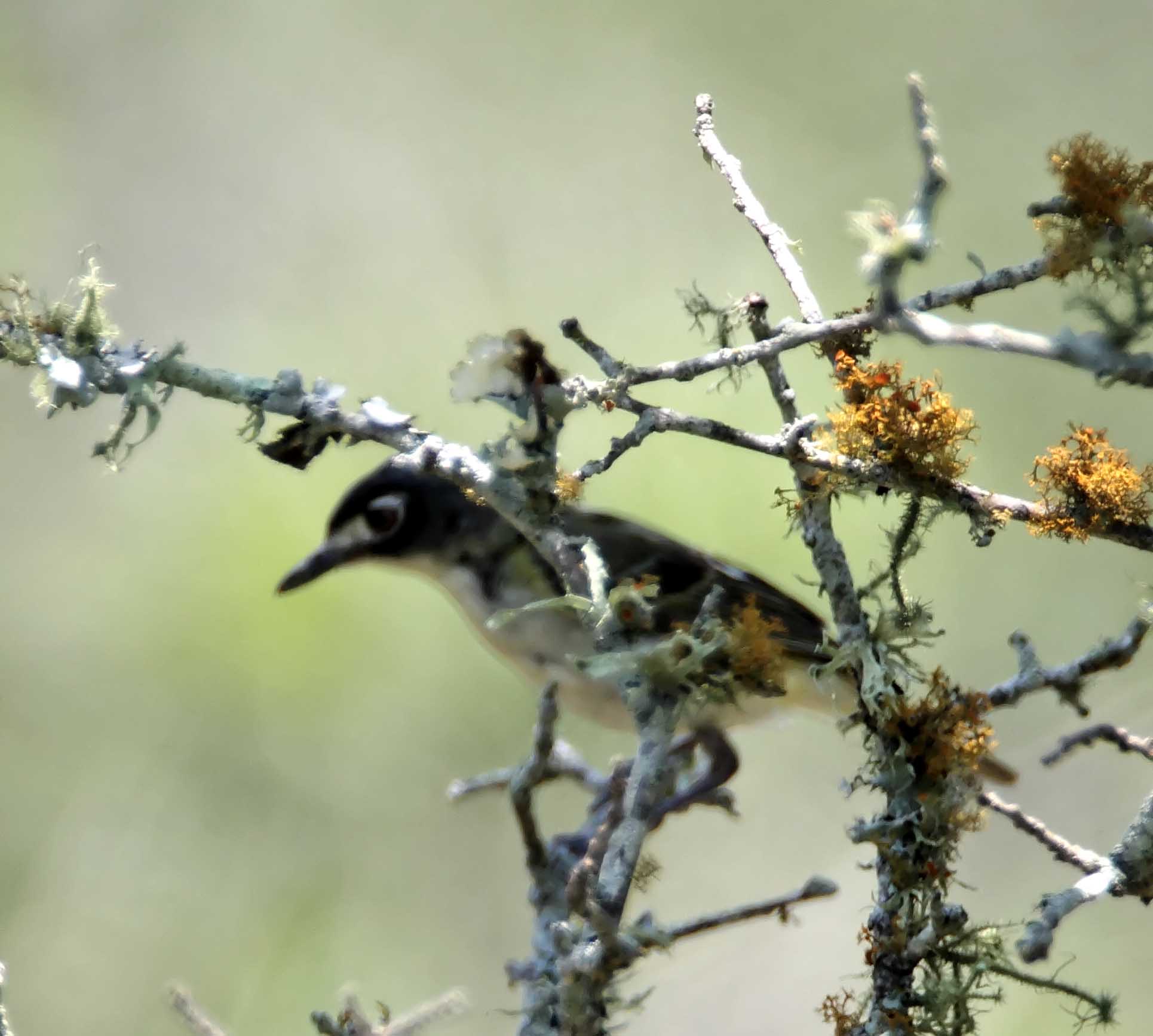 Black-capped Vireo_1584.jpg
