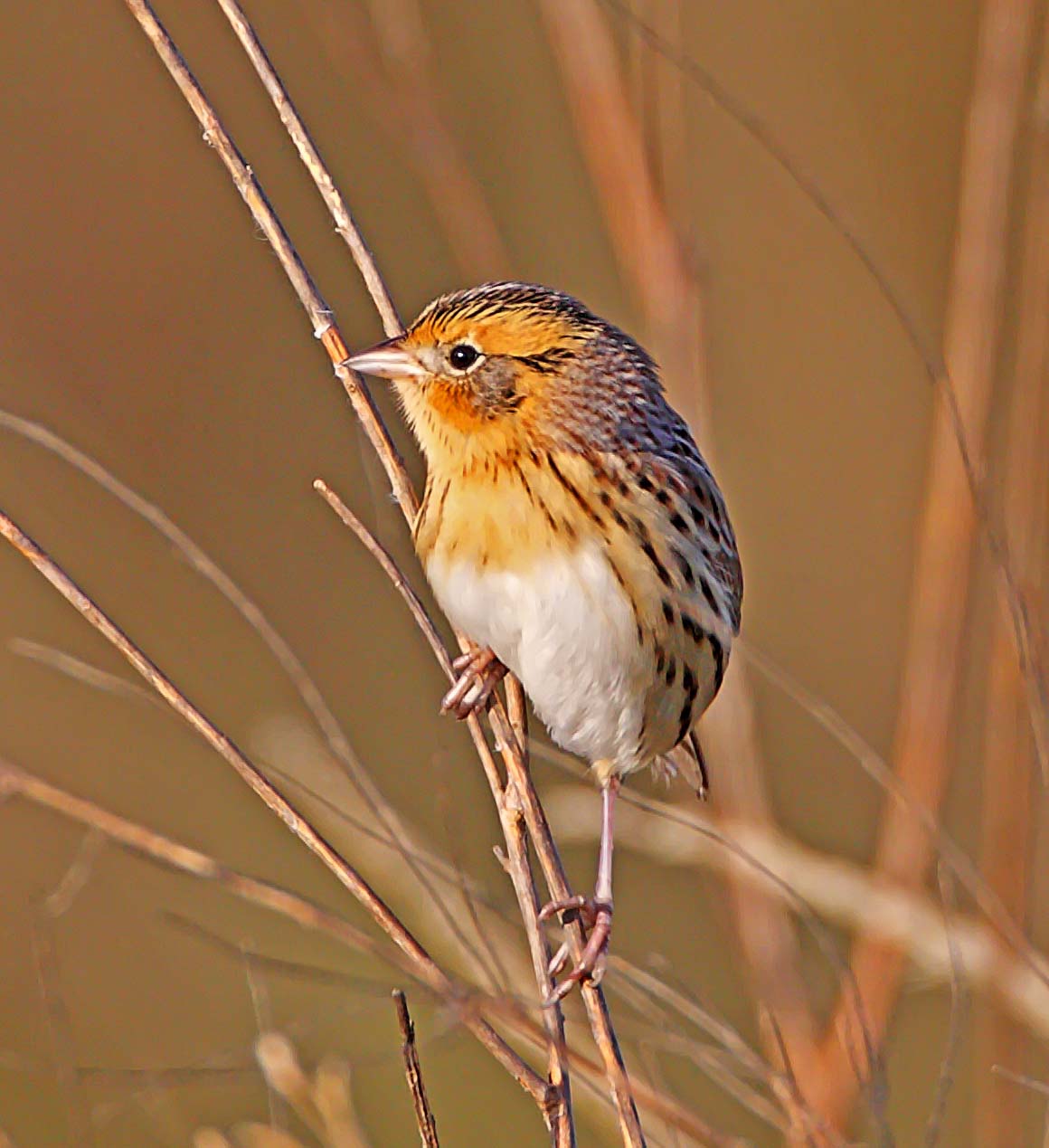 LeContes Sparrow_6306.jpg