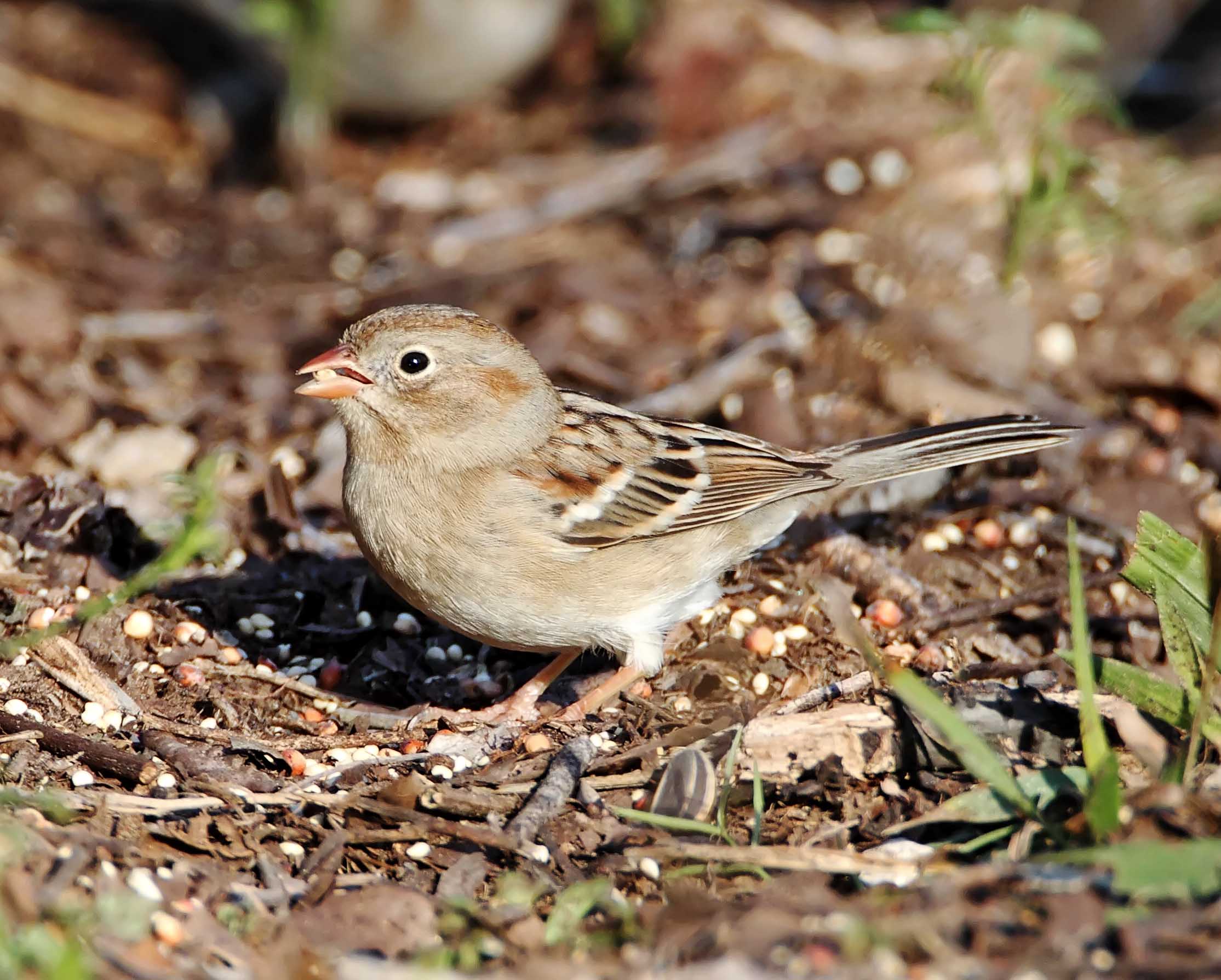 Field Sparrow_5832.jpg